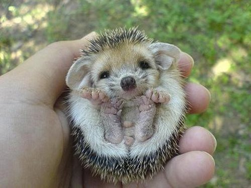 cute-hedgehog003